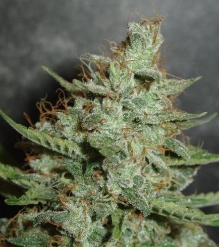 Super Crystal (Homegrown Fantaseeds)