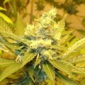 A.C. Diesel (Homegrown Fantaseeds)