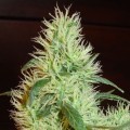 White Widow (Homegrown Fantaseeds)