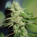 Jack Herer (Homegrown Fantaseeds)