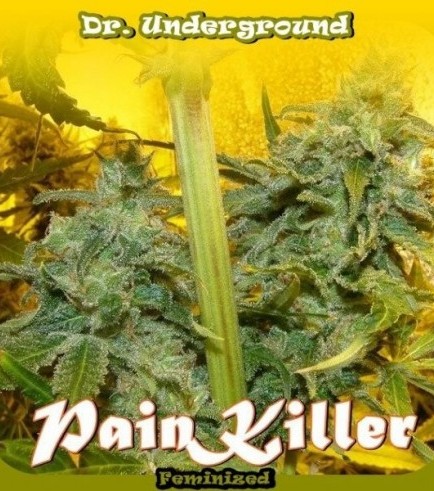 PainKiller (Dr. Underground)