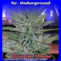 Brooklyn Mango (Dr. Underground)