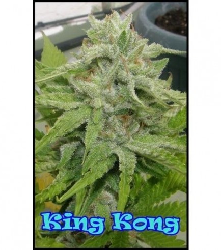 King Kong (Dr. Underground)