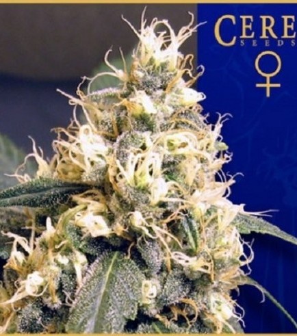 Ceres Skunk (Ceres Seeds)