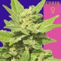 Lemonesia (Ceres Seeds)