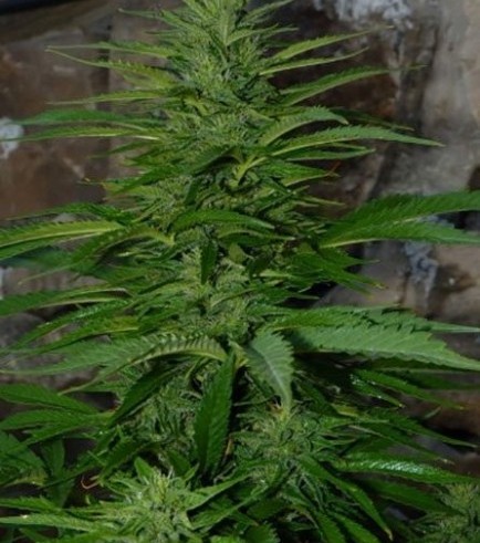 Chaze SuperAuto (Flash Auto Seeds)