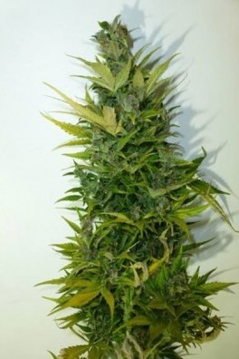 Lemon Haze Autoflowering