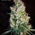 Russian Haze Auto (Flash Auto Seeds)