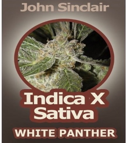 White Panther (John Sinclair Seeds)