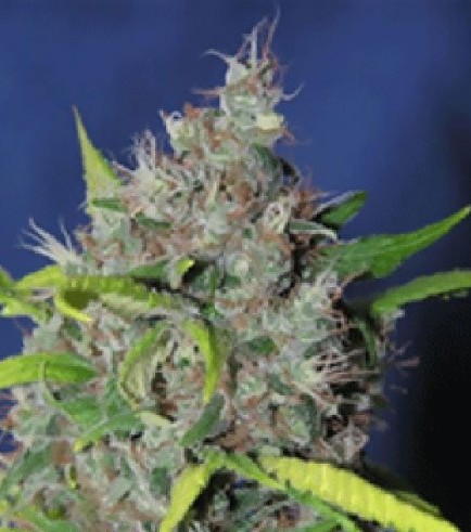 Blueberry Bud (Sagarmatha Seeds)