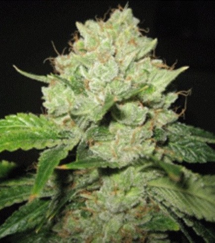 Cal-Train Wreck (Sagarmatha Seeds)