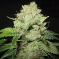 Cal-Train Wreck (Sagarmatha Seeds)