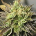 Double Diesel Ryder (Sagarmatha Seeds)