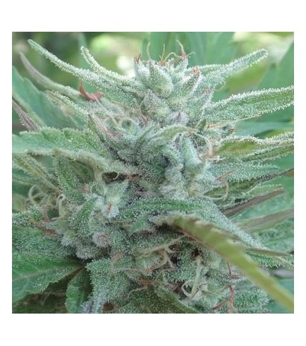 China Yunnan (ACE Seeds)