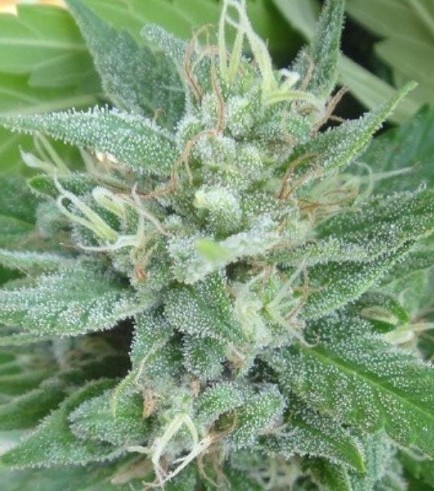 Rotten Panda (ACE Seeds)