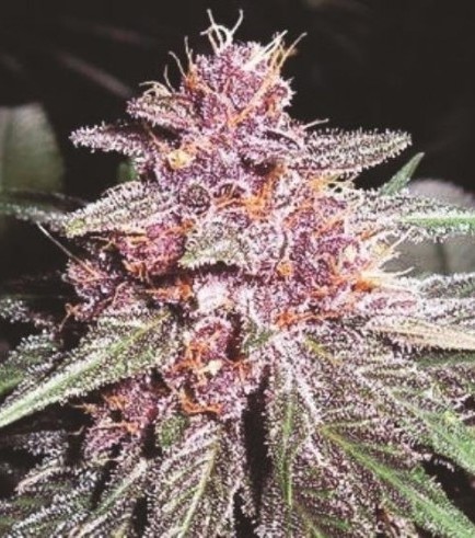 Violeta (ACE Seeds)