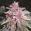 Violeta (ACE Seeds)