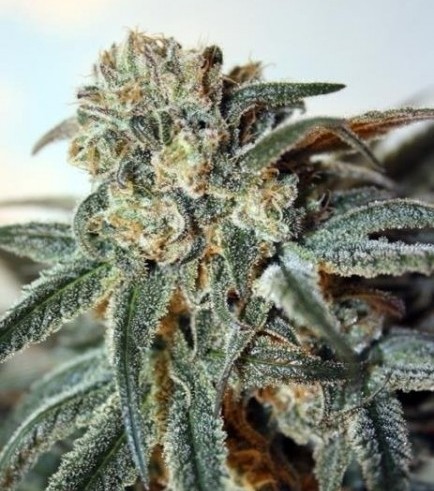 Zombie Kush (Ripper Seeds)