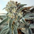 Zombie Kush (Ripper Seeds)