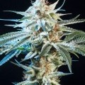 Honey Bananas (Elemental Seeds)