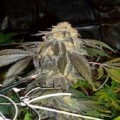 Grand Doggy Purps (Connoisseur Genetics)