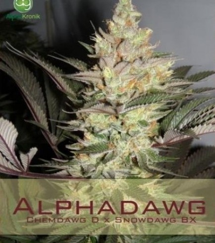 Alphadawg (Alphakronik Genes)