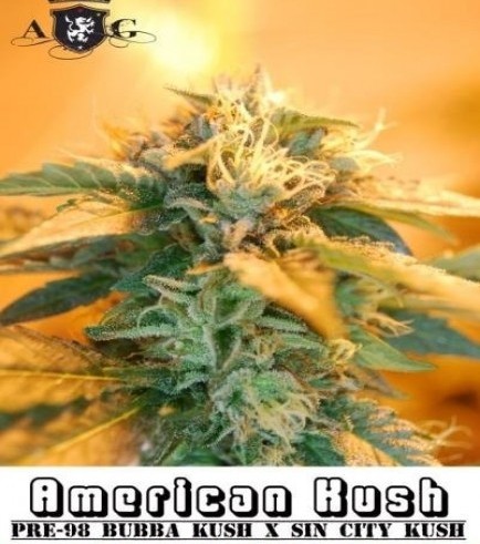 American Kush (Alphakronik Genes)