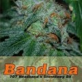 Bandana (Alphakronik Genes)