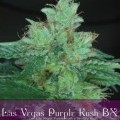 Las Vegas Purple Kush BX (Alphakronik Genes)