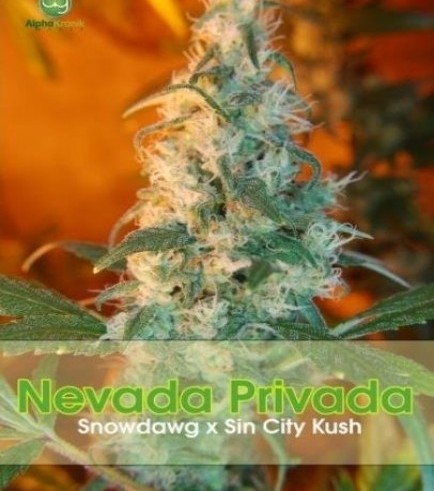 Nevada Privada (Alphakronik Genes)