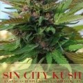 Sin City Kush (Alphakronik Genes)