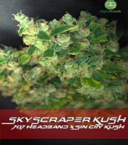 Skyscraper Kush (Alphakronik Genes)