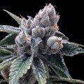 White Walker Kush (Grow Your Own Collection)