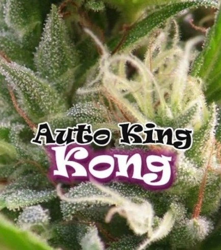 Auto King Kong (Dr. Underground)