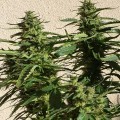 Missile 33 SuperAuto (Flash Auto Seeds)