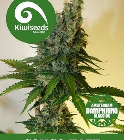 Congo Haze (Kiwi Seeds)