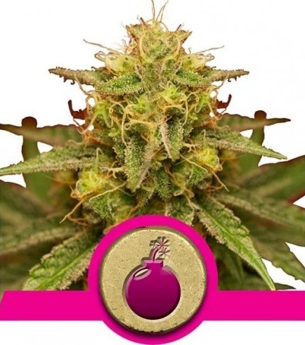 Royal Domina (Royal Queen Seeds)