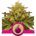 Royal Domina (Royal Queen Seeds)