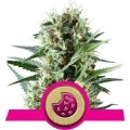 Royal Cookies (Royal Queen Seeds)