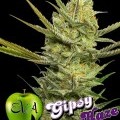 Gipsy Haze (Eva Seeds)