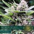 Bona Dea CBD (Vision Seeds)