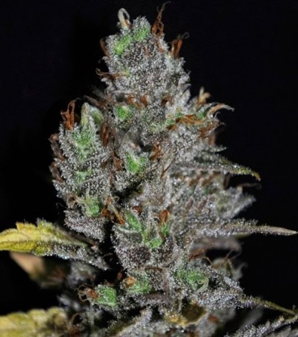 Viagrra (VIP Seeds)