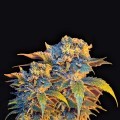 Colombian Sweet (VIP Seeds)