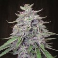 Bangi Haze (ACE Seeds)