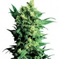 Shiva Shanti 2 (Sensi Seeds)