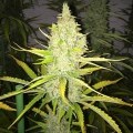 Chicle (T.H. Seeds)