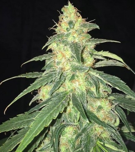 S.A.G.E. CBD (T.H. Seeds)