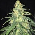 S.A.G.E. CBD (T.H. Seeds)