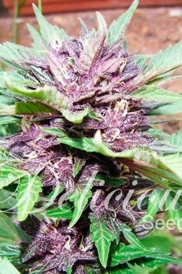 Auto Dark Purple