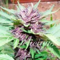 Auto Dark Purple (Delicious Seeds)
